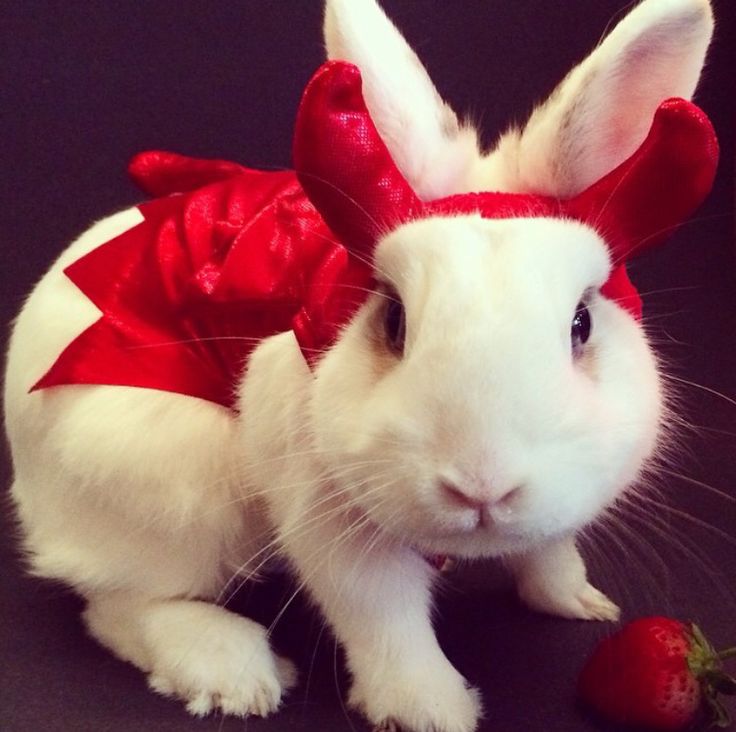 dailybunnytrick tweet picture