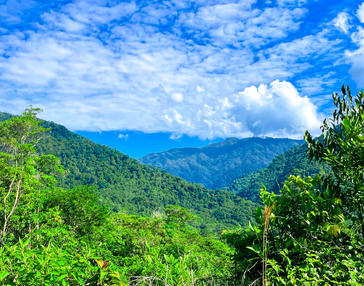 savimbos's tweet photo. Jhony: "We're just hiking over there..." 💚 #Mountains #Rainforest #TropicalForest #Nature https://t.co/XJlAY7D41G