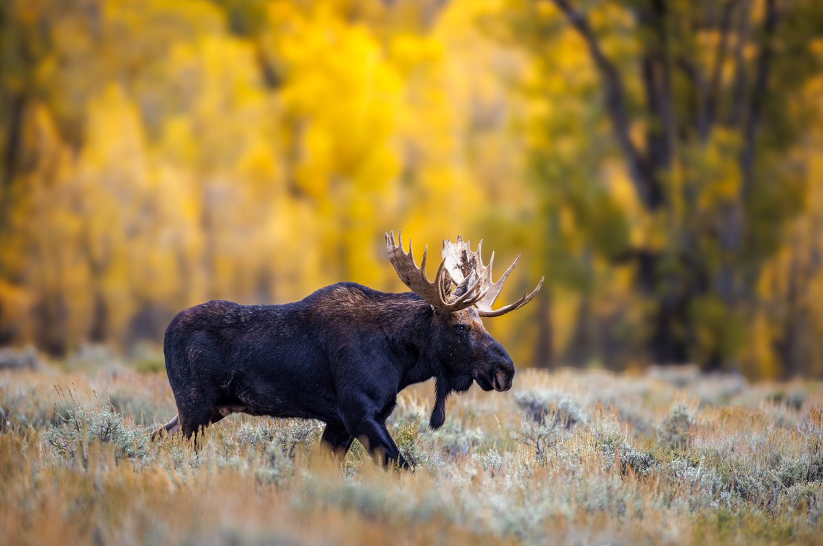 Interior's tweet photo. Hot moose summer is over. Welcome to cool moose fall, also known as rut.

At Grand Teton National Park, bull moose are roaming in search of females, sizing up the competition and putting those massive antlers to the test.

Photo by Kevin Yu Shi https://t.co/lo8tnTcfOR