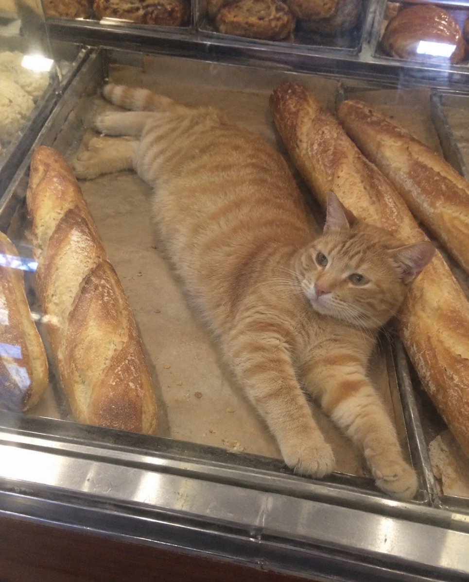 hardcatmemes tweet picture