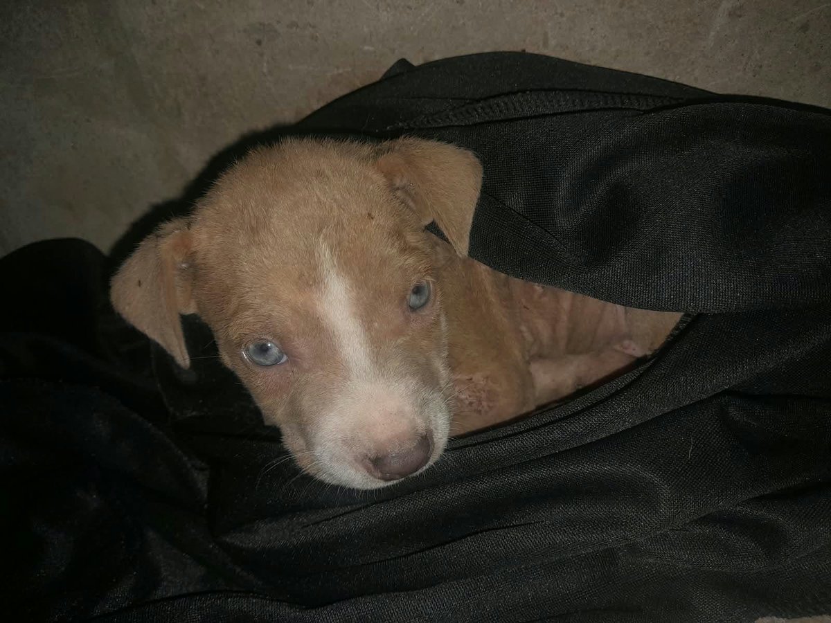 lyssitta's tweet photo. SERVICIO SOCIAL✅️
#emergenciacanina 🆘 
#urgente ‼️
Buenas tardes vengo pidiendo de favor si alguien pudiera ayudar a rescatar estos perritos los han tirado a la calle con todo y mamá segun ella pario y estuvo con ellos en la calle son dos perritos los demas a lo mejor se los robaron pero quedaron estos andan deambulando en la calle estan en el monte a uno quiza lo pico algun animal o lo golpearon y se le infesto y anda con gusanos se les calculan un mes y medio yo no soy de la zona solo estoy ayudando con la publicación hay una muchacha q los vio y los publico pero siguen ahi nadie les a ayudado😥estan en Armenia Sonsonate yendo para san Eugenio despues de pasar la linea del tren en el primer pasaje a mano izquierda ayuden xfavor compartiendo para q alguien sienta piedad y compasión y los puedan rescatar ya que ahi parece q no hay humanos 🙏68257297 Dios los Bendiga🙏
