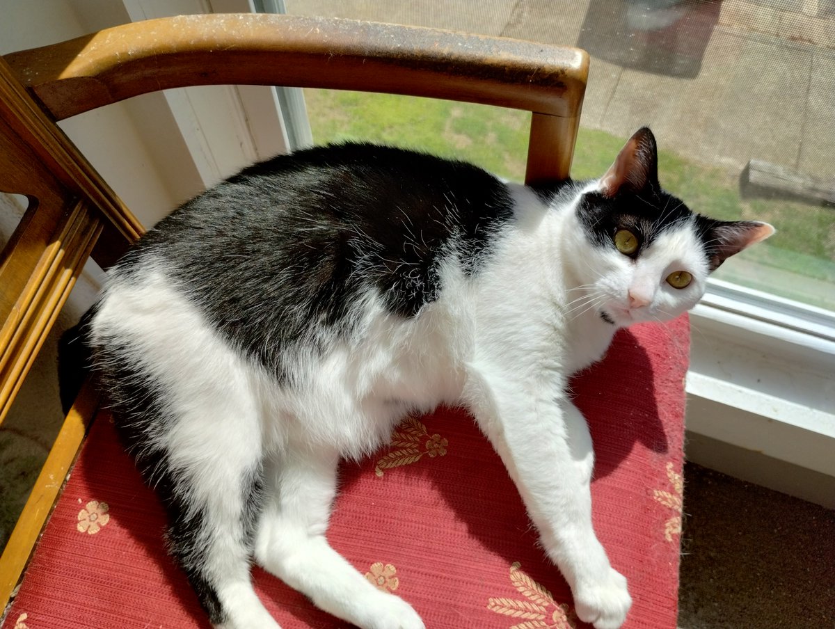 PoeticOsmosis's tweet photo. #Gizmo has bladder inflammation basically, and was put on a lot of drugs. My poor baby also has a blood clot in her bladder. Pray for her. Thanks. #cats https://t.co/igxbLyjnRP