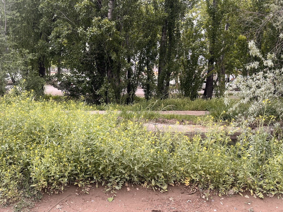 Lariten's tweet photo. Yo sé que la mayoría no soporta esta lluvia eterna pero lo verde que está Neuquén no lo vi nunca en mi vida. Hay flores hasta en las veredas de tierra. https://t.co/gyhQfah1kQ