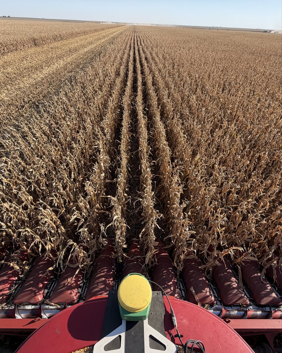 kscorn's tweet photo. Today’s #Harvest26 update comes from Paige Clawson, Southwest Kansas Corn Commissioner, who harvested their fungicide efficacy and timing plot last week. The Kansas Corn Commission collaborated with Dr. Rodrigo Onofre, KSU Plant Pathologist, on five large scale, 40-60 acre plots replicated throughout the state. This applied research investigates the impact of different fungicide applications on yield.

Results of the trials will be made public soon and can be found at https://t.co/pXZIeoMp6t.