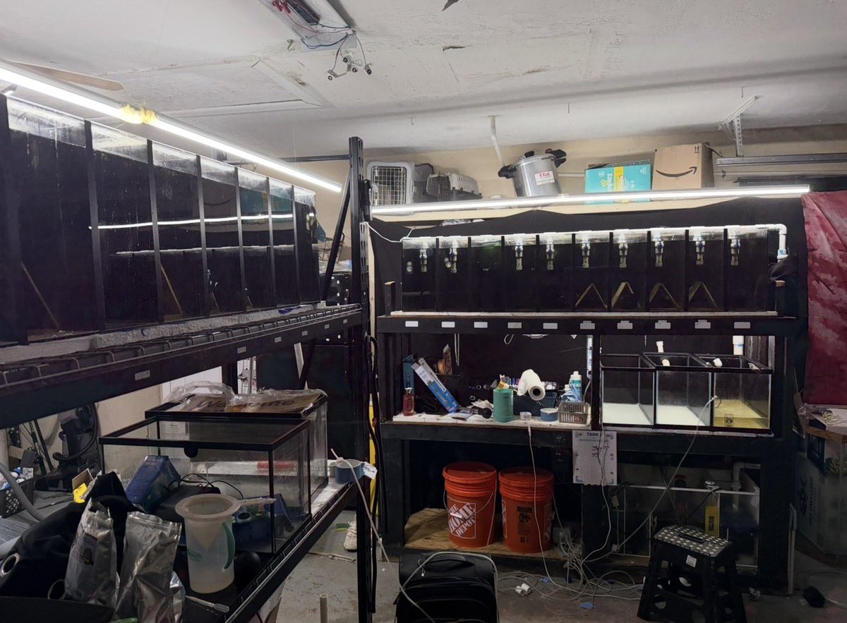 threadoor's tweet photo. I feed my clownfish 10 times a day to produce 5,000 baby clownfish a month

Soon I’ll have 50,000 clownfish. Then you’ll all see. https://t.co/avB9NU1eRi