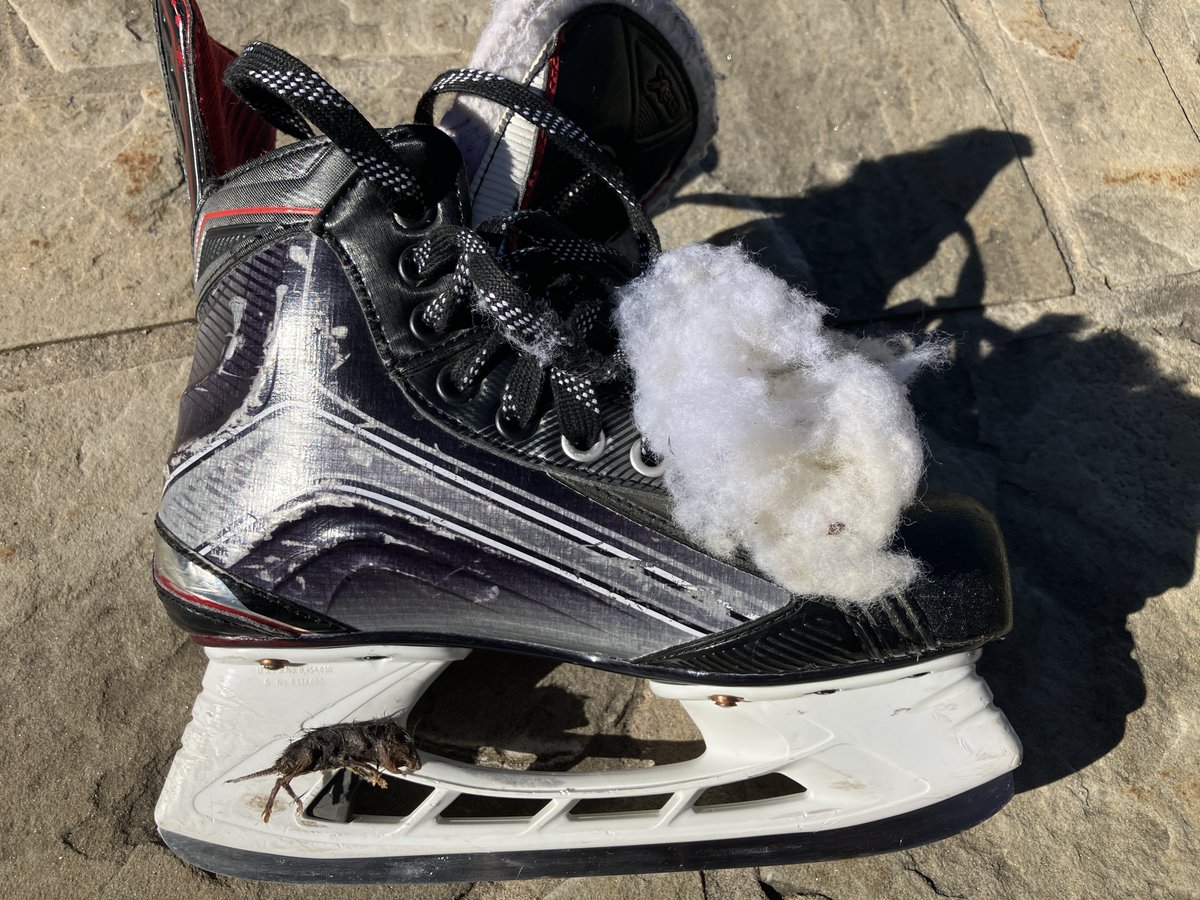 Ken_Campbell27's tweet photo. Well, this is a first. I was getting my hockey bag out of the shed for my first game of the year tonight and discovered that a baby mouse got into my skate, ripped out some of the stuffing and then died. Poor little fella. Now my hockey bag smells even worse than usual. https://t.co/Dpydj5ZhlP
