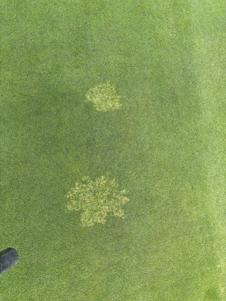 RidgesPLB's tweet photo. Turf stuff. https://t.co/OS0RimZnSG
