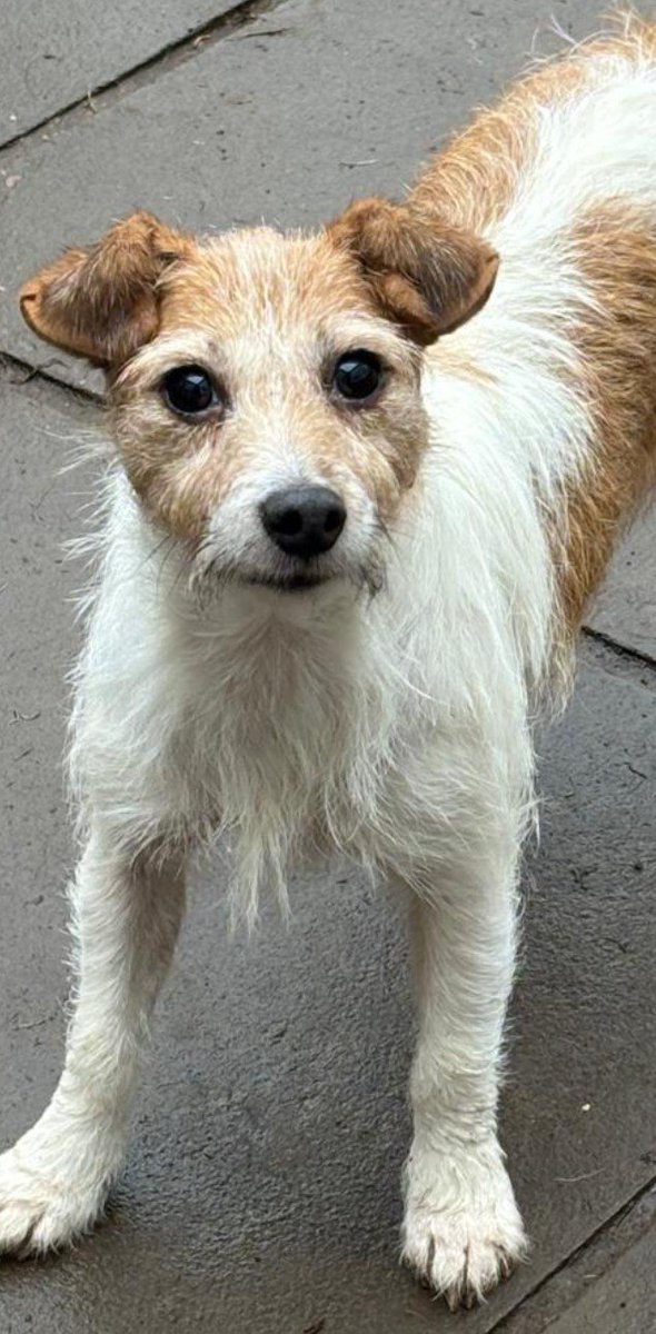 millypod1's tweet photo. 🆘21 OCT 2026 #Lost Peggy #ScanMe #PUPPY
Jack Russell Terrier Female
Run across fields towards #Braybrooke/ #Arthingworth from #Desborough #NN14
County #Kettering North #Northamptonshire
https://t.co/PMsyTHANxD https://t.co/Zvx5mw5YQo