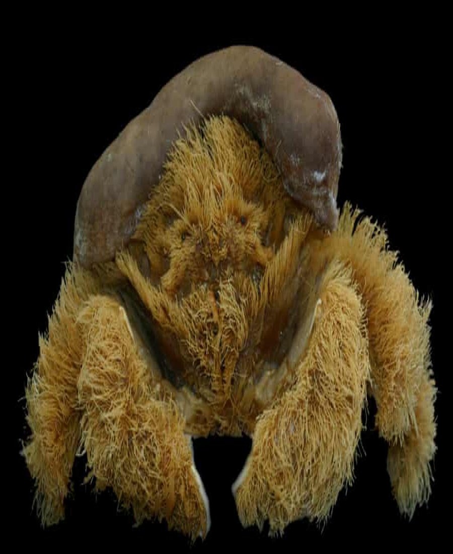 NaturellScience's tweet photo. A crab wearing a hat 🦀

Sphaerodromia brizops was collected during ocean expeditions. It carries marine organisms, including sponges, as a covering. The crab holds its “hat” using its rear legs.
This covering helps it camouflage. https://t.co/TOrjaYtvSH