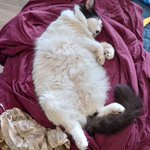 Photo by Нет войне. Нет Путину (@sonick_rnd)