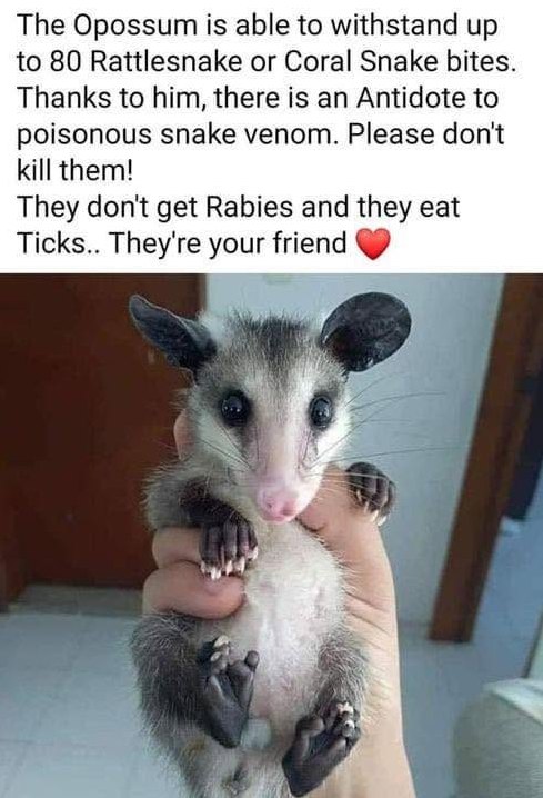 TweeetsOfDogs's tweet photo. Respect possums! ❤ https://t.co/oIQC5BFtqT