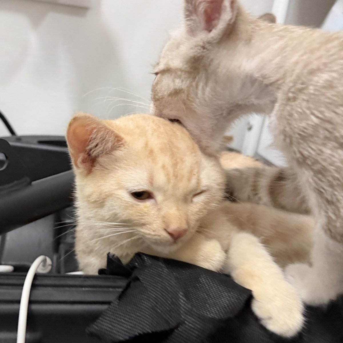 kittylucabludaa's tweet photo. ตัวโตซะเปล่า โดนน้องแกล้งก็ยอมตลอดเลย https://t.co/WfDoCv574o