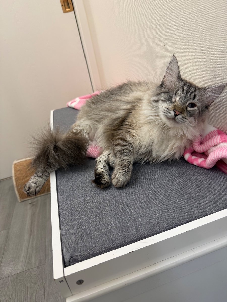 fletc117's tweet photo. Friends of Bear cats up for adoption update: 
Petfinder is refreshed with all our available cats ready to find their forever home 🥳

The petfinder link attached will be very helpful for those interested, we have lots of kitties to chose from 🥰 https://t.co/4bbj5eLr7k