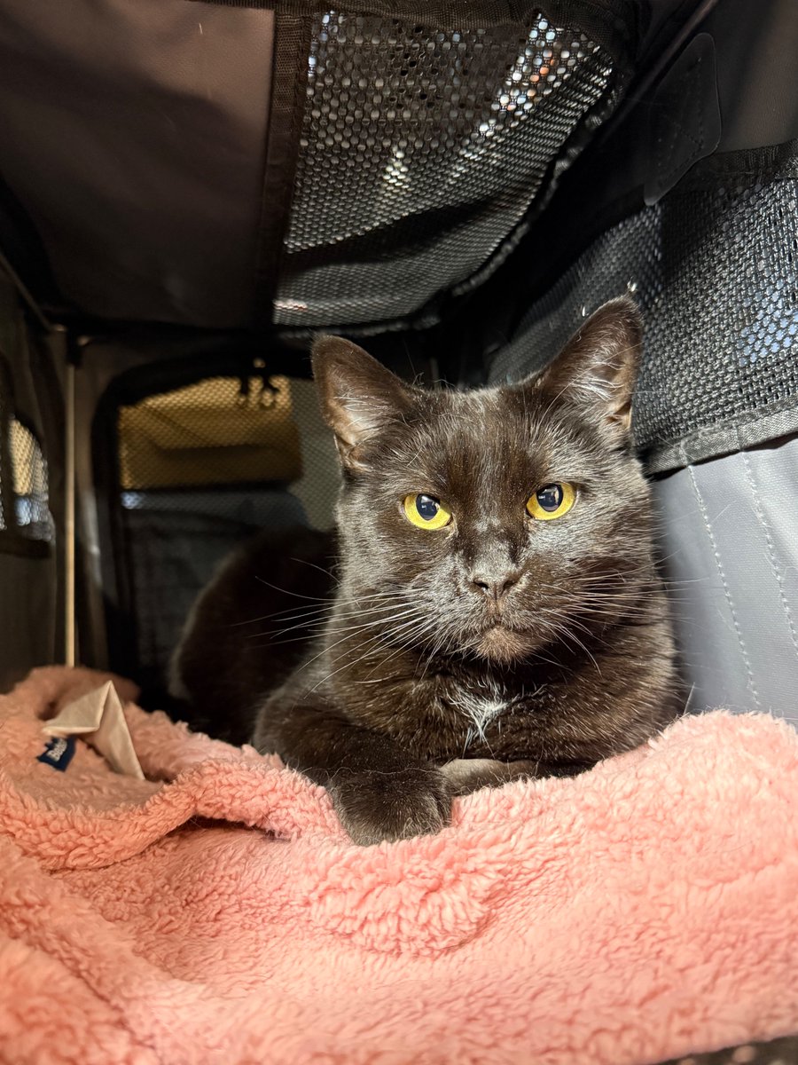 fletc117's tweet photo. Friends of Bear cats up for adoption update: 
Petfinder is refreshed with all our available cats ready to find their forever home 🥳

The petfinder link attached will be very helpful for those interested, we have lots of kitties to chose from 🥰 https://t.co/4bbj5eLr7k