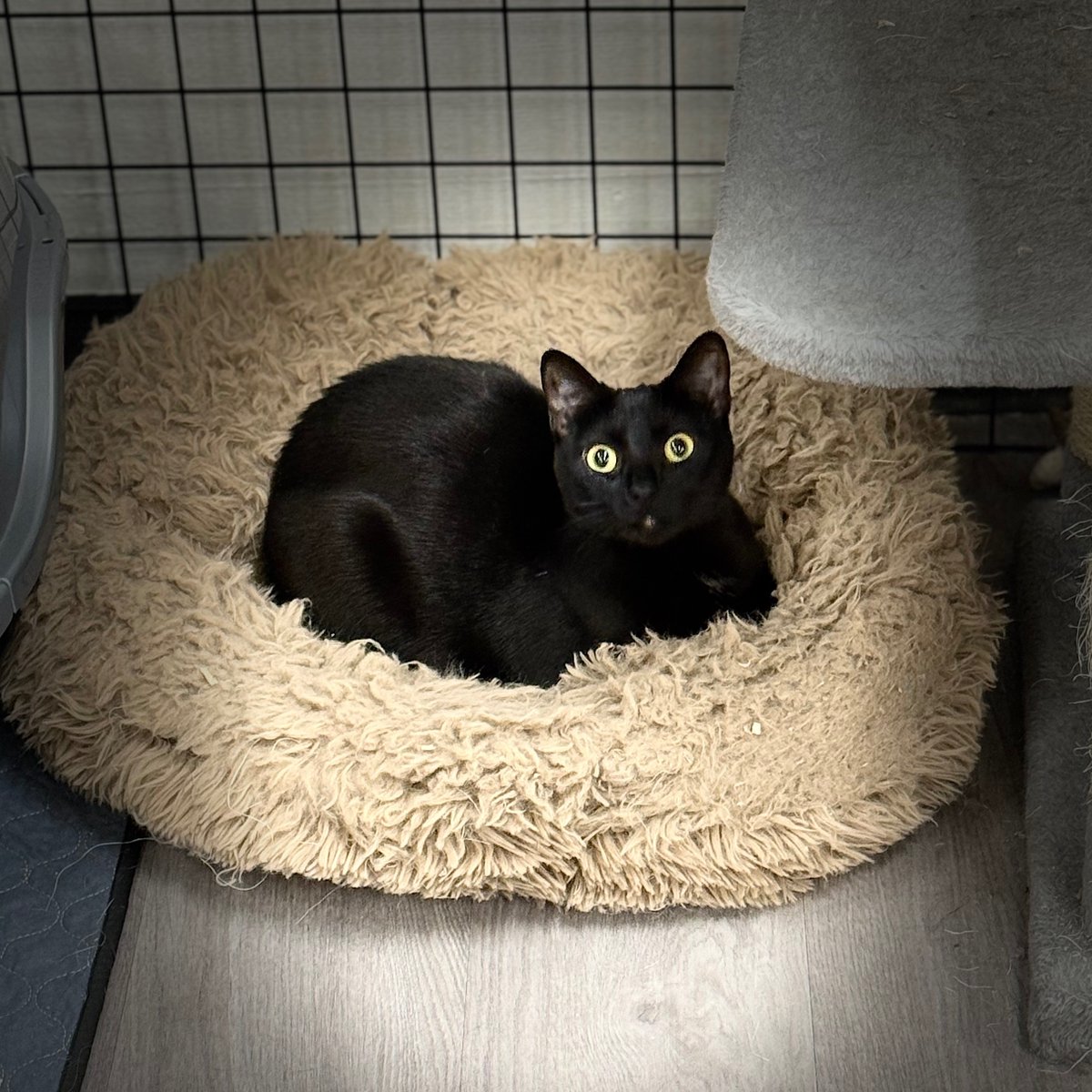 fletc117's tweet photo. Friends of Bear cats up for adoption update: 
Petfinder is refreshed with all our available cats ready to find their forever home 🥳

The petfinder link attached will be very helpful for those interested, we have lots of kitties to chose from 🥰 https://t.co/4bbj5eLr7k