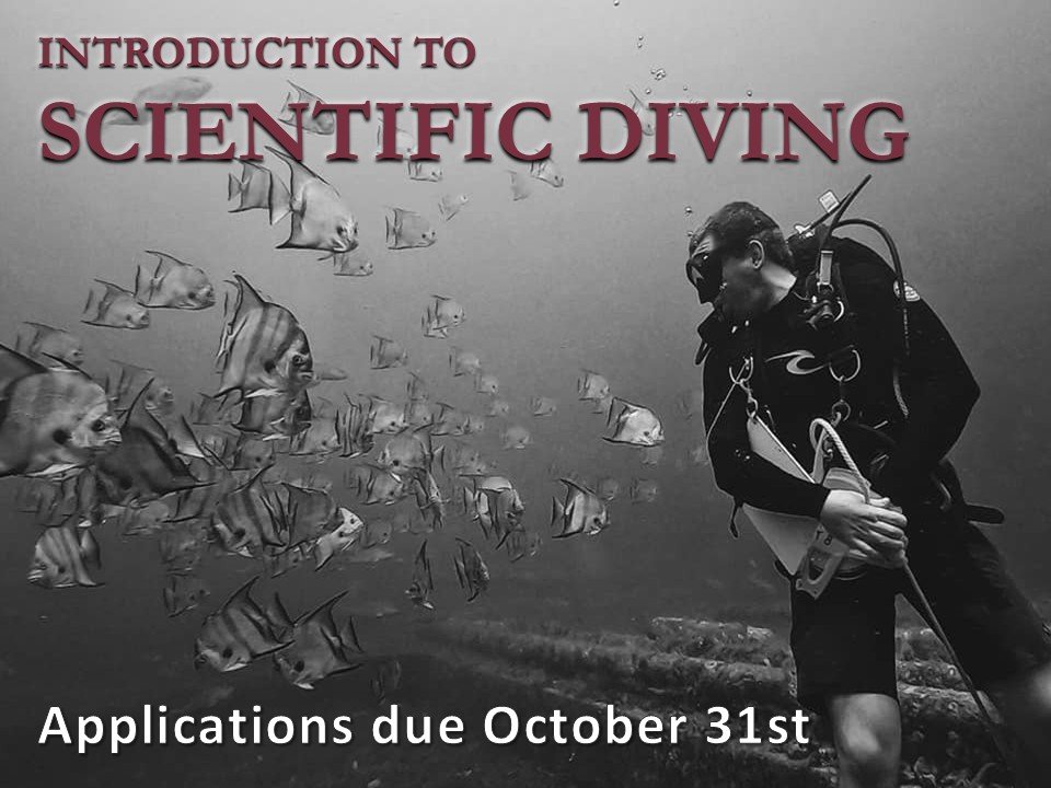 FSUMarineLab's tweet photo. 🚨Applications for the Introduction to Scientific Diving course AND FSUCML Diving Scholarships close in 10 DAYS! 🤿 Apply now: https://t.co/a2KCwZfKm5 and https://t.co/SWqluCyNH5 by Oct 31. https://t.co/T9EPeydjS9