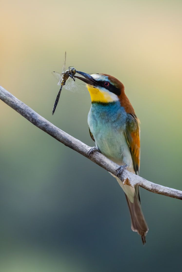 Picfair's tweet photo. 'European Bee-eater with Dragonfly' by Gregor Hutar Photography

📷: https://t.co/XhfT86ZQe1

#Picfair

_

Create your Picfair store today and join over 1,000,000 #Photographers selling their photos with their own website!
_

#photo #photooftheday https://t.co/JoH4sSVHYk