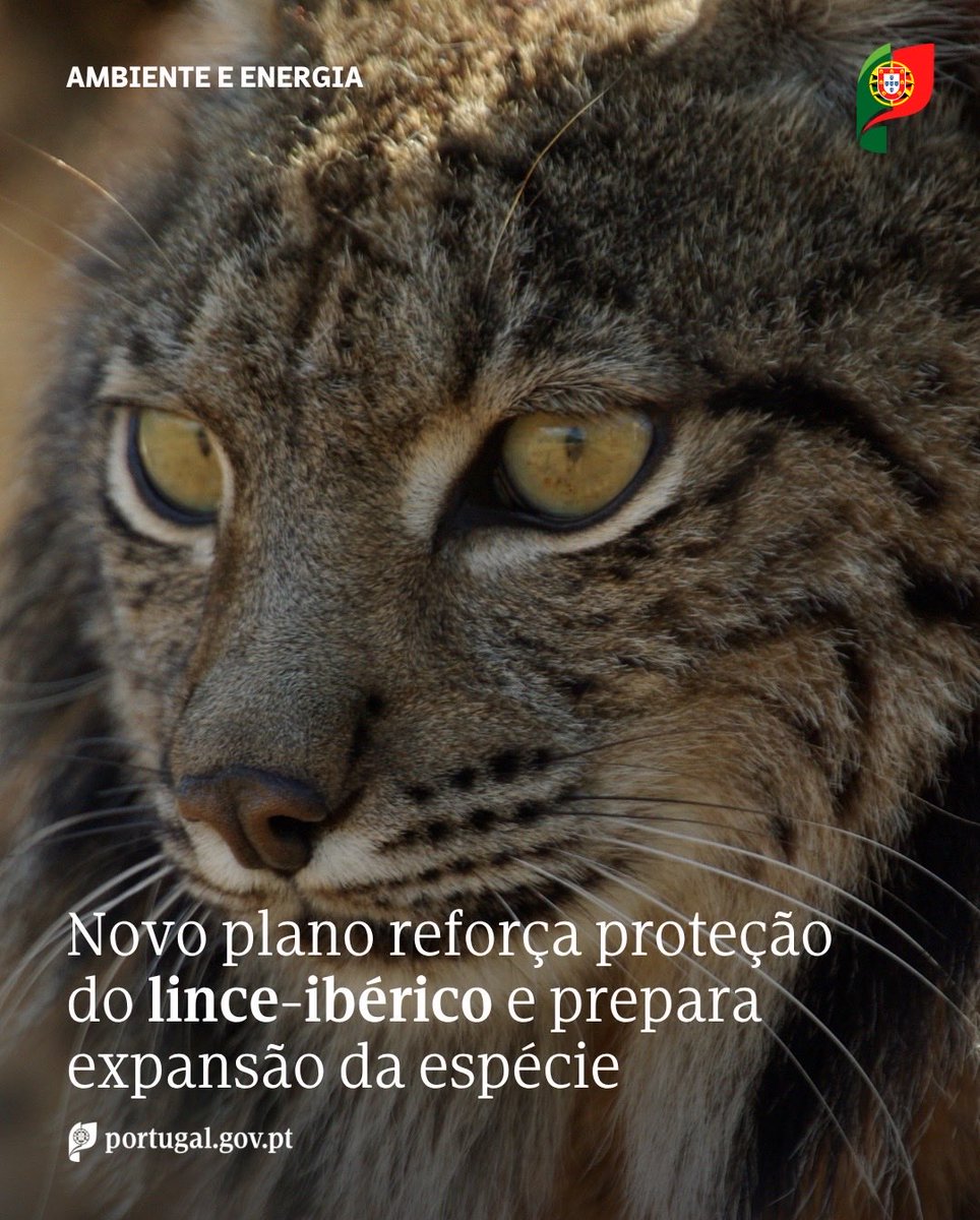 ambiente_pt's tweet photo. 🐾 Portugal reforça a proteção do lince-ibérico com um novo plano para a conservação da espécie.

O PACLIP 2026-2030 aposta na recuperação dos habitats, na redução dos fatores de mortalidade e na criação de condições para a expansão do lince-ibérico em território nacional. https://t.co/9nIo3p0be2