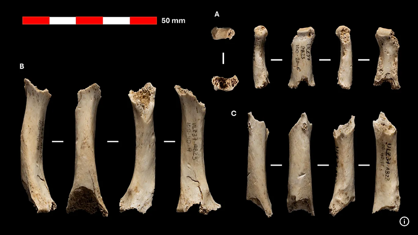 RealityBeyondHQ's tweet photo. A 46,000-year-old hand has a story to tell.

Six bone fragments found in Spain's Abauntz Cave belonged to a male Neanderthal. Scientists even recovered ancient DNA.

They're the first Neanderthal skeletal remains identified in Navarre.

#Archaeology #Science https://t.co/EC9zb7KK4s