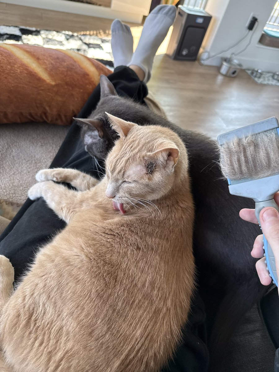 DeVorek's tweet photo. Daily dose of Goku &amp; Obito 🐈🐈‍⬛ https://t.co/luDdc7b0N6