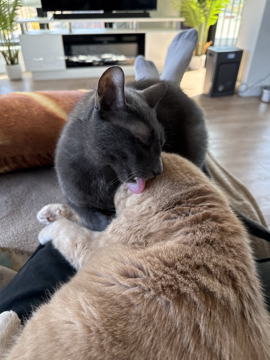 DeVorek's tweet photo. Daily dose of Goku &amp; Obito 🐈🐈‍⬛ https://t.co/luDdc7b0N6