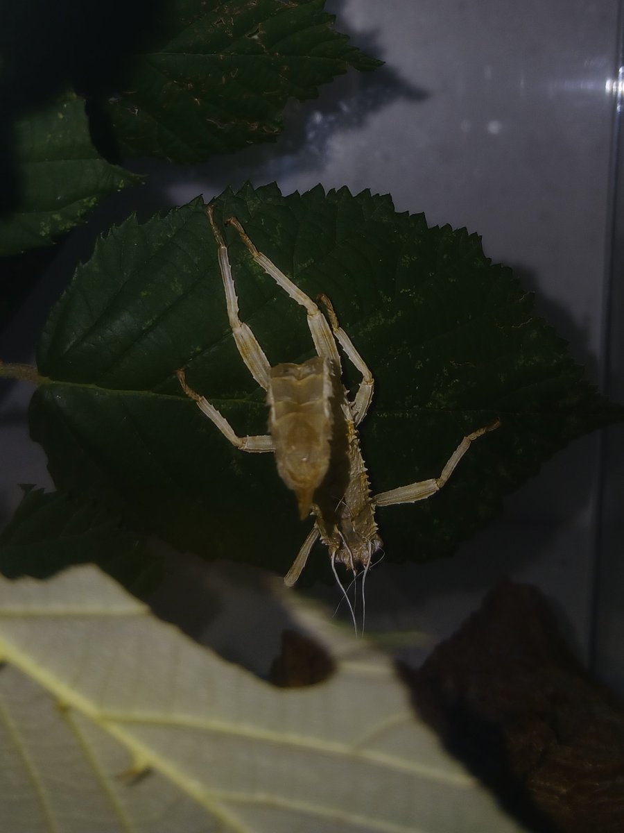 frigidbug tweet picture