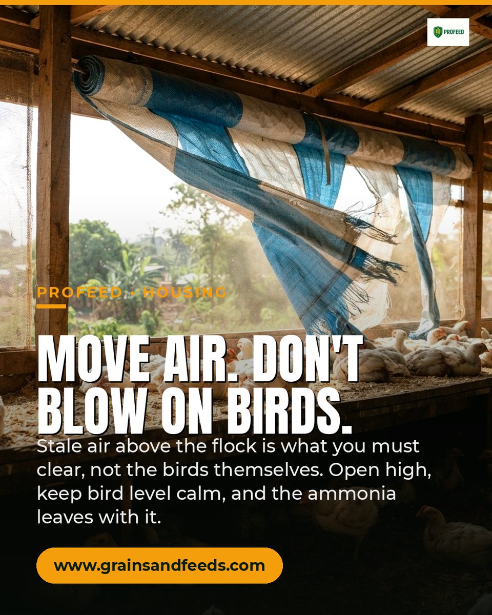 ICHIEDIKE1's tweet photo. A running fan can still move too little air. Check dusty guards, blocked inlets and worn belts. Isolate power before maintenance and keep birds safely ventilated. Profeed: 0706 096 2131.
#Profeed #PoultryFarming https://t.co/jLqVX9fVAJ
