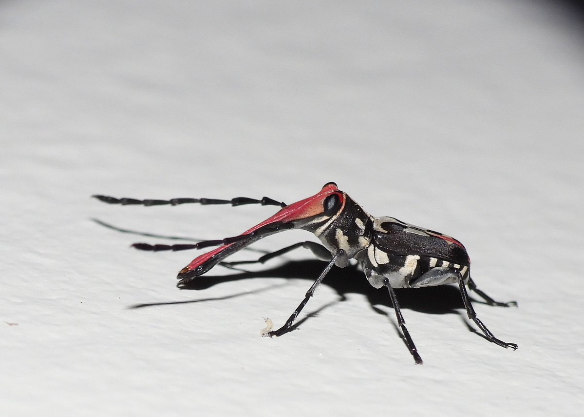 bugoclock's tweet photo. new broad nose fungus weevil pics just dropped look at this ridiculousness guys... https://t.co/XstHDUcBcO