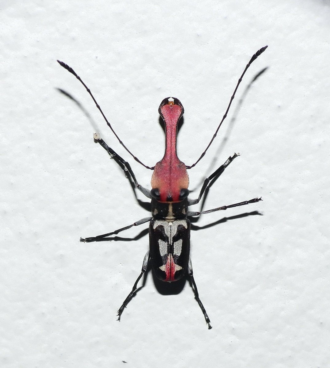 bugoclock's tweet photo. new broad nose fungus weevil pics just dropped look at this ridiculousness guys... https://t.co/XstHDUcBcO