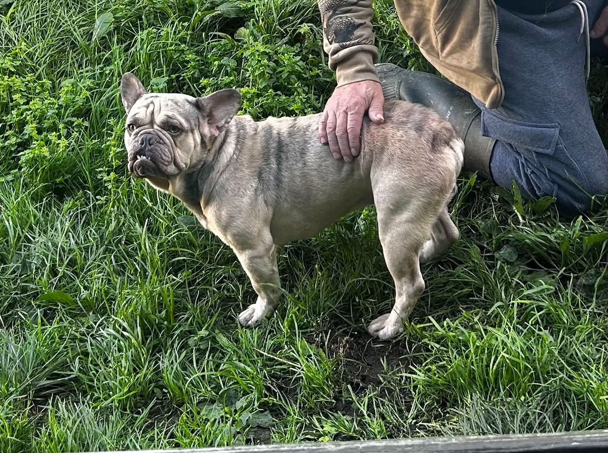 millypod1's tweet photo. 🆘19 OCT 2026 #Lost Sheridan #ScanMe
French Bulldog Male
Treator Farm area #Padstow #Cornwall #PL28 Possibly last sighted near to Steins fish &amp; chip shop, Padsow, the day after he went missing
https://t.co/pXBsXEvnHB https://t.co/jKOYijeICS