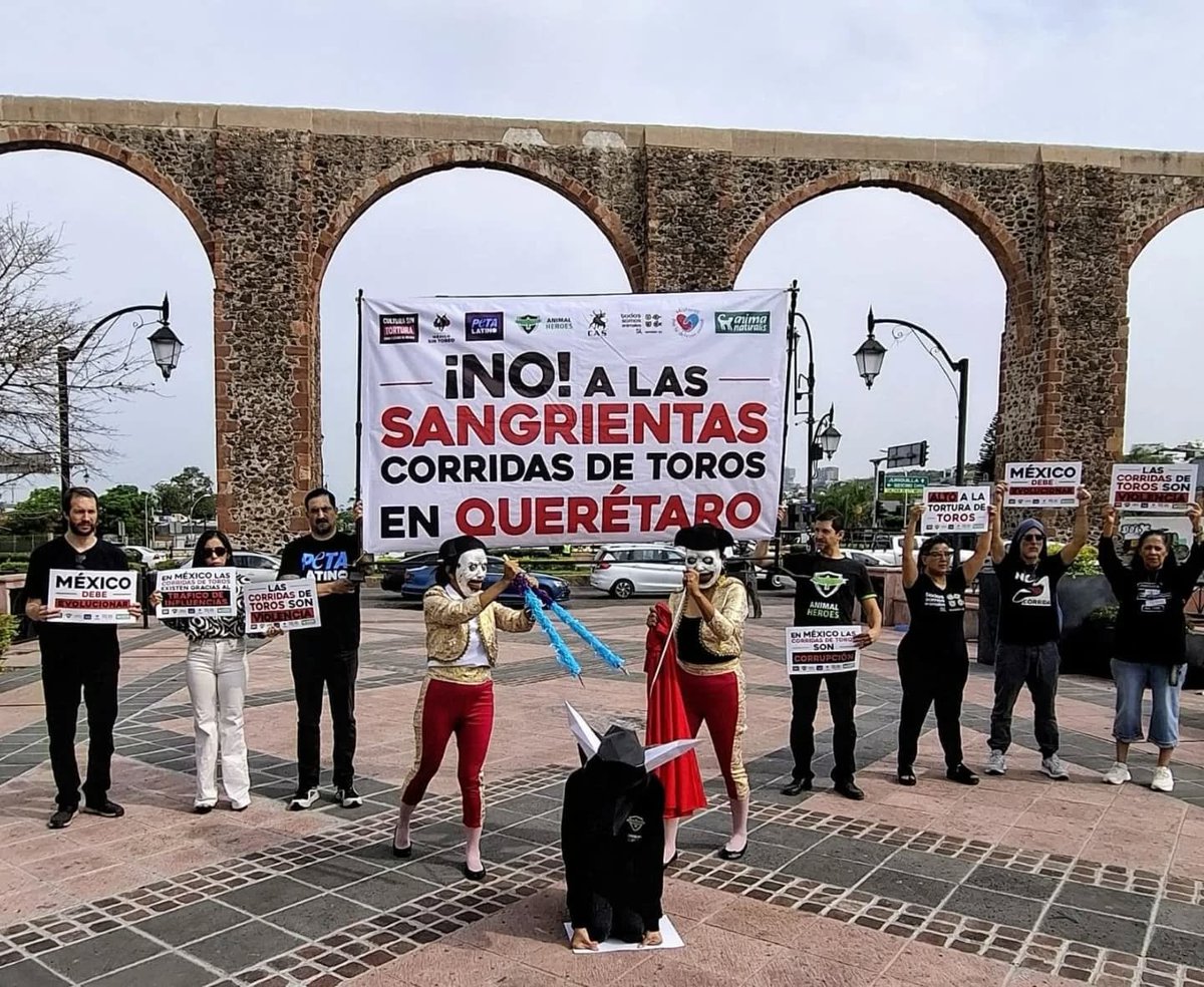 BeAnimalHeroes's tweet photo. El Art. 4° de nuestra Constitución prohíbe el maltrato animal y la NOM-033 no permite la matanza violenta de las corridas. 📜❌ Aún así, la impunidad sigue ocurriendo en Querétaro sin que la autoridad vigile el cumplimiento de las NOM y la Constitución. https://t.co/cTNJ2AcXAf