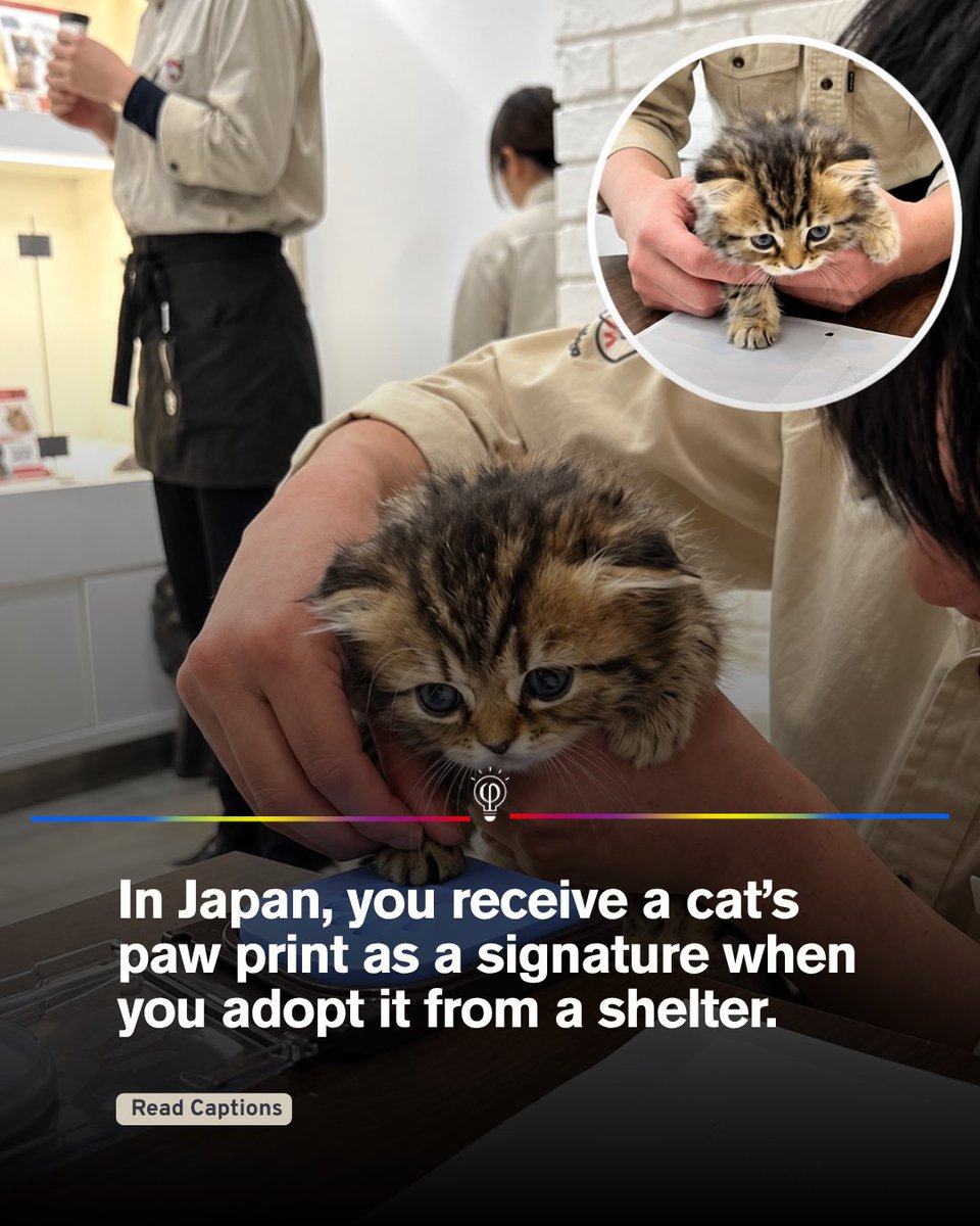 FactPoint's tweet photo. In Japan, an adorable video has captured attention by showing a tiny kitten leaving its paw print on adoption paperwork before joining its new family.

Instead of using a pen, the kitten has its little paw gently pressed onto an ink pad and then onto the paper, creating a tiny signature that is impossible not to love.

The paw print serves as a sweet symbol of the kitten’s new beginning and its journey toward life with a loving family.

Although paw print signatures are not a legal requirement for cat adoption in Japan, they can make a memorable keepsake for new pet owners. It is a simple gesture that turns ordinary paperwork into a special moment.

For the family welcoming the kitten home, that little mark could become a treasured reminder of the day their lives changed forever.

Pets may not understand adoption forms, but they have a remarkable way of leaving lasting marks on our hearts.

#CatAdoption #CuteCats #Japan