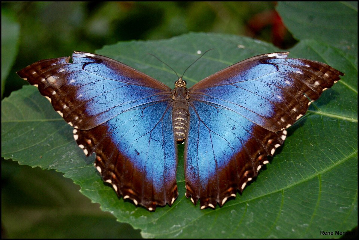 World's tweet photo. This butterfly is not blue 🦋💙
There's zero blue pigment in a blue morpho's wings. Microscopic scales bend the light until only blue bounces back — grind the wing to powder and it's just… brown.
Nature's greatest magic trick? 👇
#Butterfly #Nature #Science
📸: Alias 0591 via Wikimedia Commons