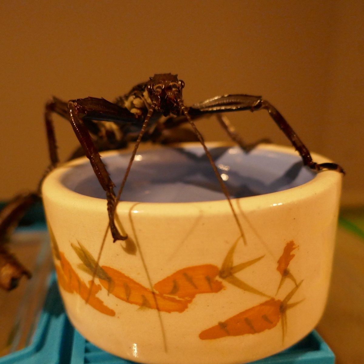 frigidbug tweet picture
