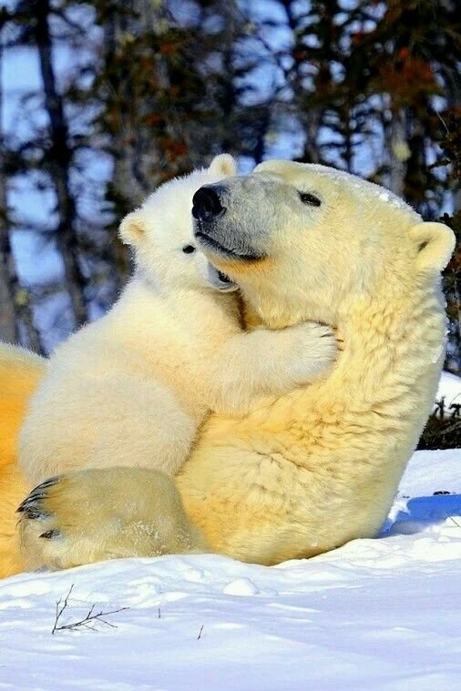 bearswords7sxf's tweet photo. https://t.co/ldtBQmz3ED