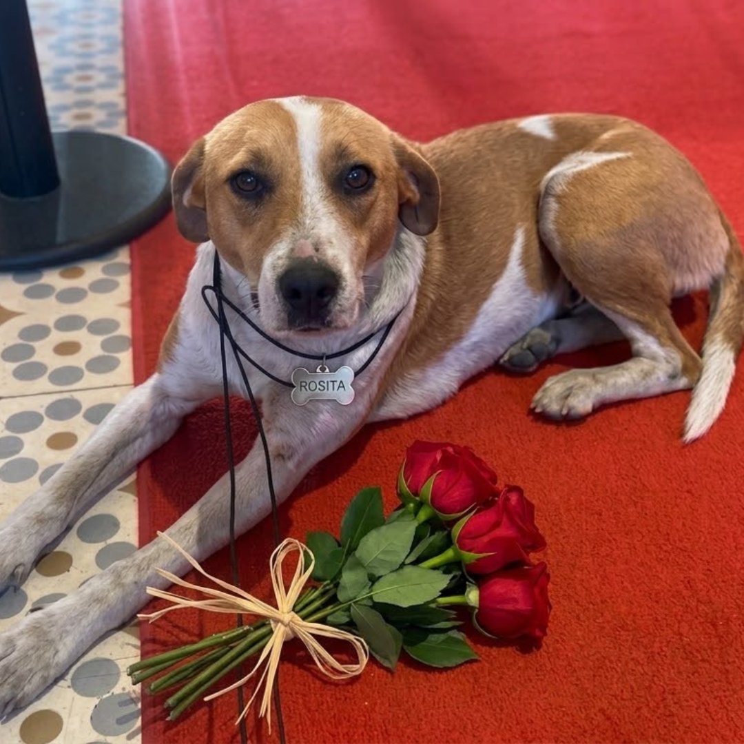 FICM's tweet photo. Las mejores historias inician con una oportunidad ❤️🌹
El equipo del FICM rescató a Rosita, de 1 año, quien busca un hogar. 🐾
Si te interesa adoptarla, mándanos un mensaje directo.📲
¡Encontremos un hogar para Rosita!🌹 https://t.co/mlDkJW8xvq