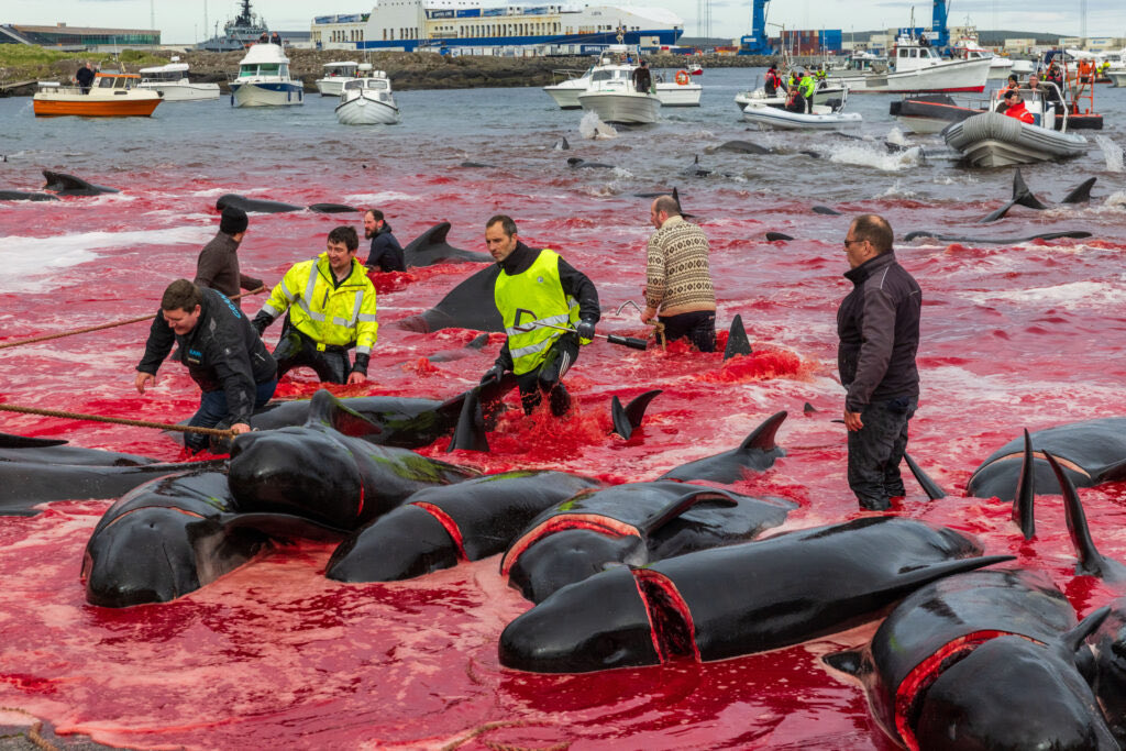 wojackbsv's tweet photo. @ulanburki Yeah, if these guys found shit, they'd eat it too, fuck, gutless bastard white bastards , what the hell is eating dolphins ? https://t.co/B58cpvL0sS