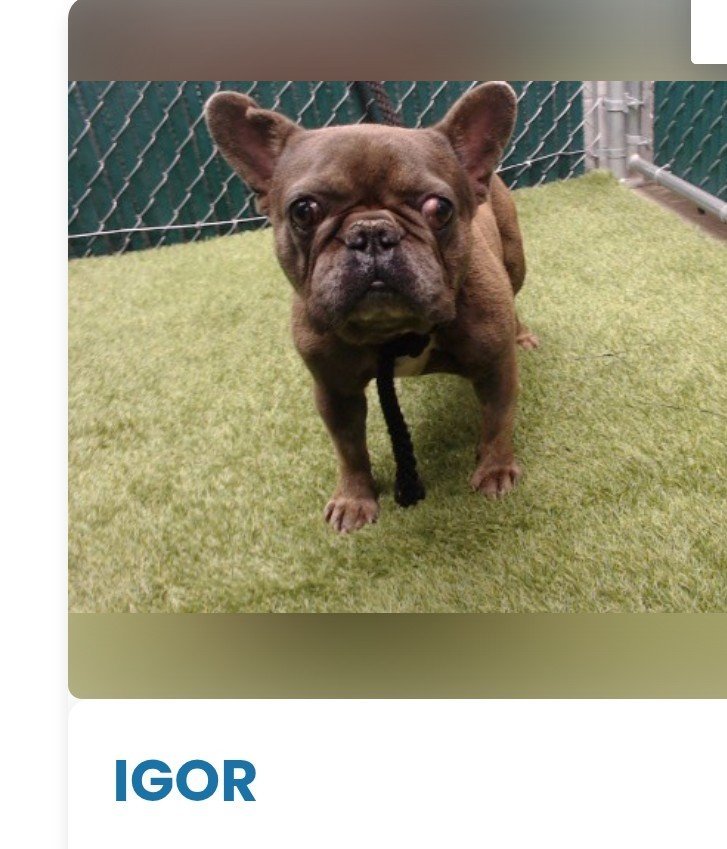 mapleveewesem's tweet photo. 🆘️🚨🆘️ Downey #California ACC is still jam-packed with dogs, and there are many fabulous Littles to choose from. Here are 2 young ones.
1 yo 21 lb Shih Tzu SHANE #A5804622 
3 yo French Bulldog IGOR #A5805591 
27 lbs 
info 🔽 
#AdoptDontShop https://t.co/3a6u0QaulZ