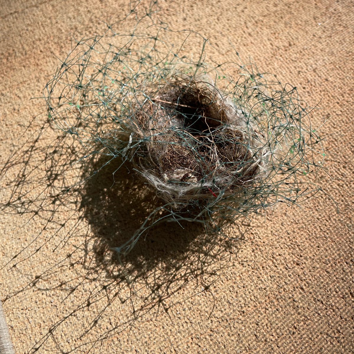 citizenbeam's tweet photo. Exciting things are happening in bird technology! https://t.co/AjLwADmB3B