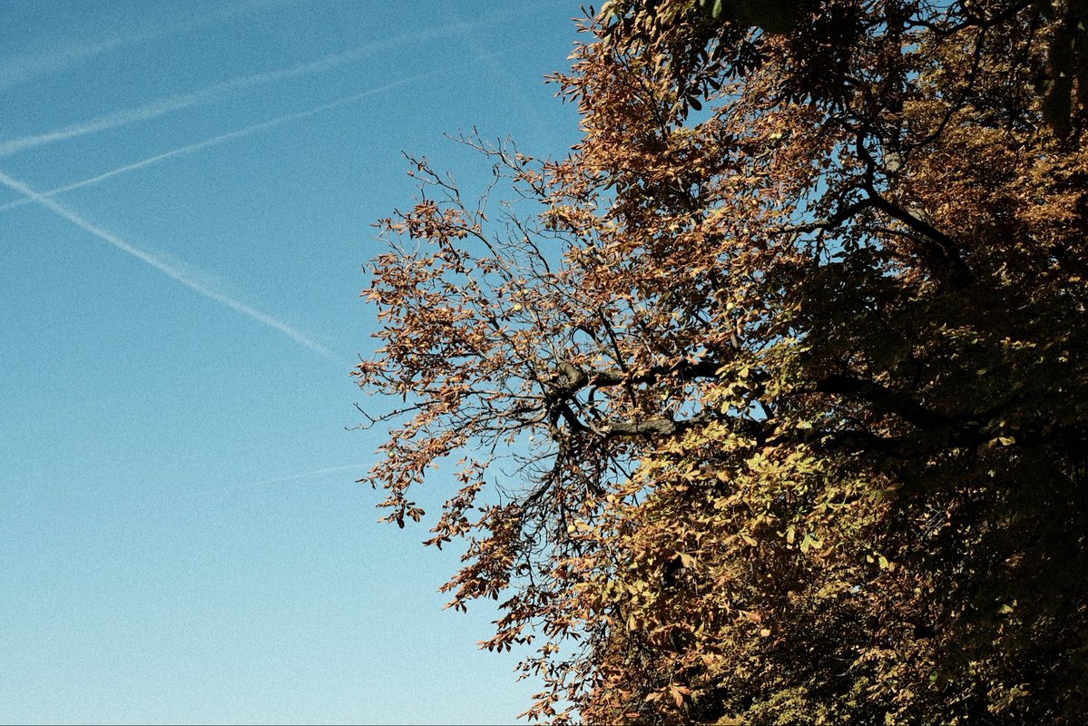 ysrxaaa's tweet photo. my fav part is watching the leaves change colors https://t.co/9wN9hXx5FN