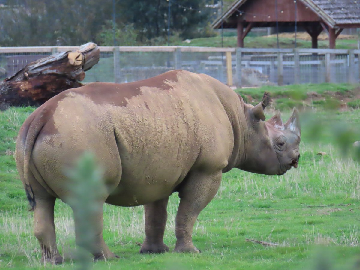knittedknobs's tweet photo. rhino and the log ness monster #lognessmonster #wheresdavidattenborough https://t.co/vuwE3TBppy