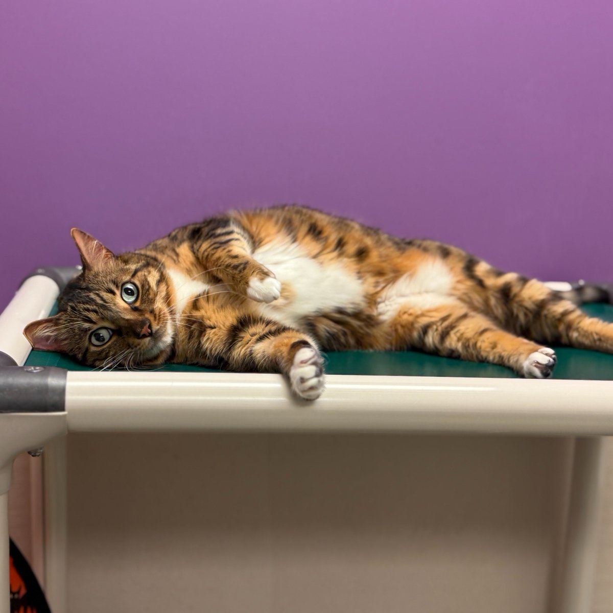 EdmontonHumane's tweet photo. Today on @GlobalEdmonton, Dr. Ted Purcell introduced senior sweetie, Athena 🐾

Athena is a 9-year-old Bengal mix who enjoys the musical stylings of Whitney Houston &amp; a good silent film. She loves attention &amp; will do well in a calm home.

Meet Athena: https://t.co/Jxnoqgi1ao https://t.co/ChcUxr4w7t