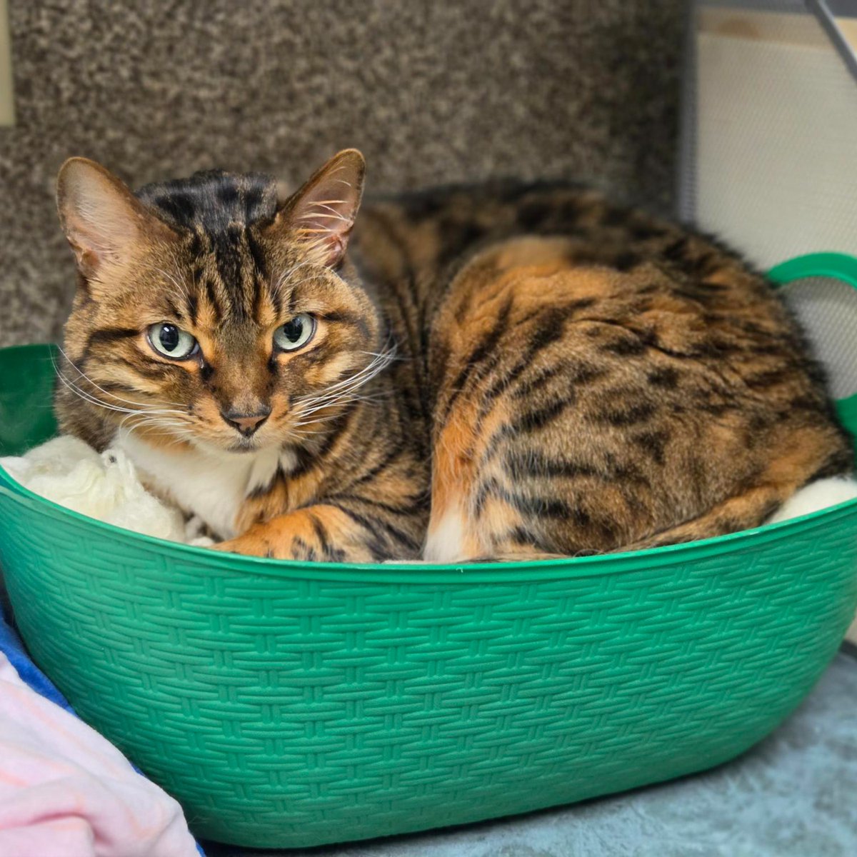 EdmontonHumane's tweet photo. Today on @GlobalEdmonton, Dr. Ted Purcell introduced senior sweetie, Athena 🐾

Athena is a 9-year-old Bengal mix who enjoys the musical stylings of Whitney Houston &amp; a good silent film. She loves attention &amp; will do well in a calm home.

Meet Athena: https://t.co/Jxnoqgi1ao https://t.co/ChcUxr4w7t