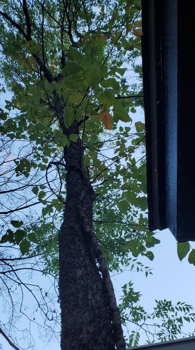 cdaubitz's tweet photo. This tree by my house terrifies me. The vine growing up this tree IS poison ivy.  It's huge. https://t.co/iDrRq5TDdX