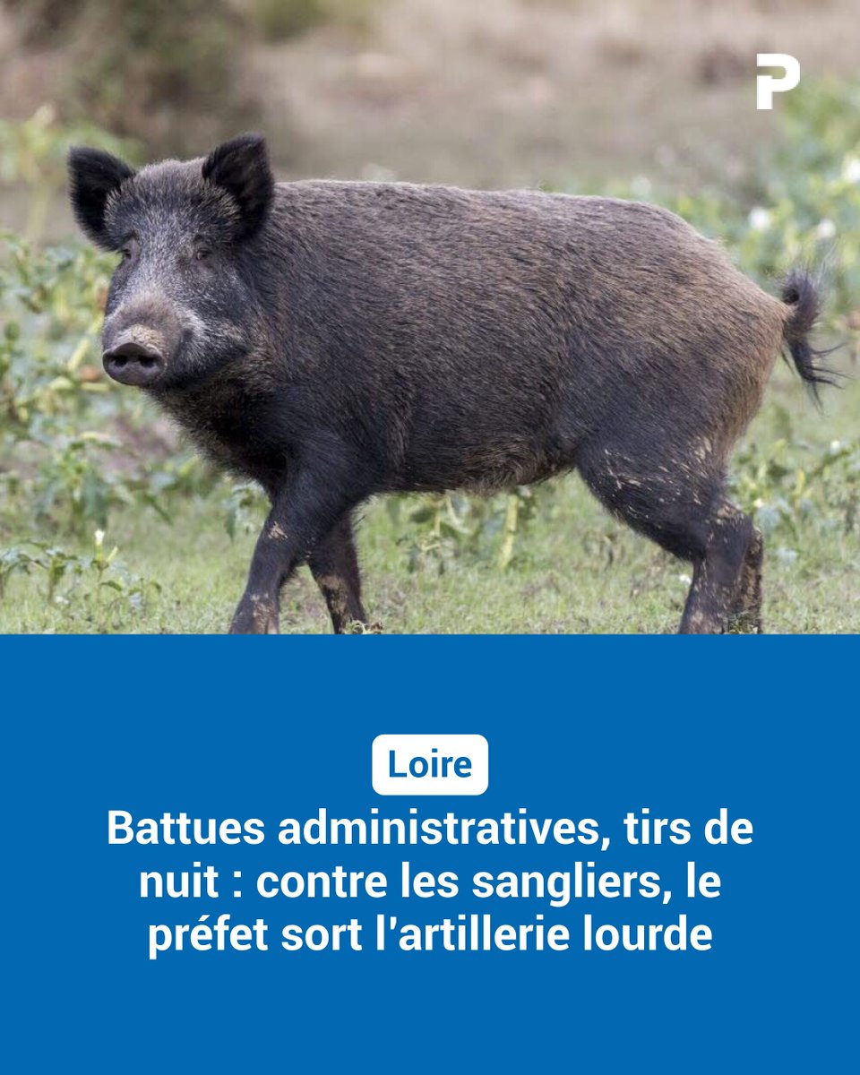 Le_Progres's tweet photo. Loire. Battues administratives, tirs de nuit : contre les sangliers, le préfet sort l’artillerie lourde
➡️ https://t.co/JKnVAbLqPI https://t.co/iw5Kkm9D7F