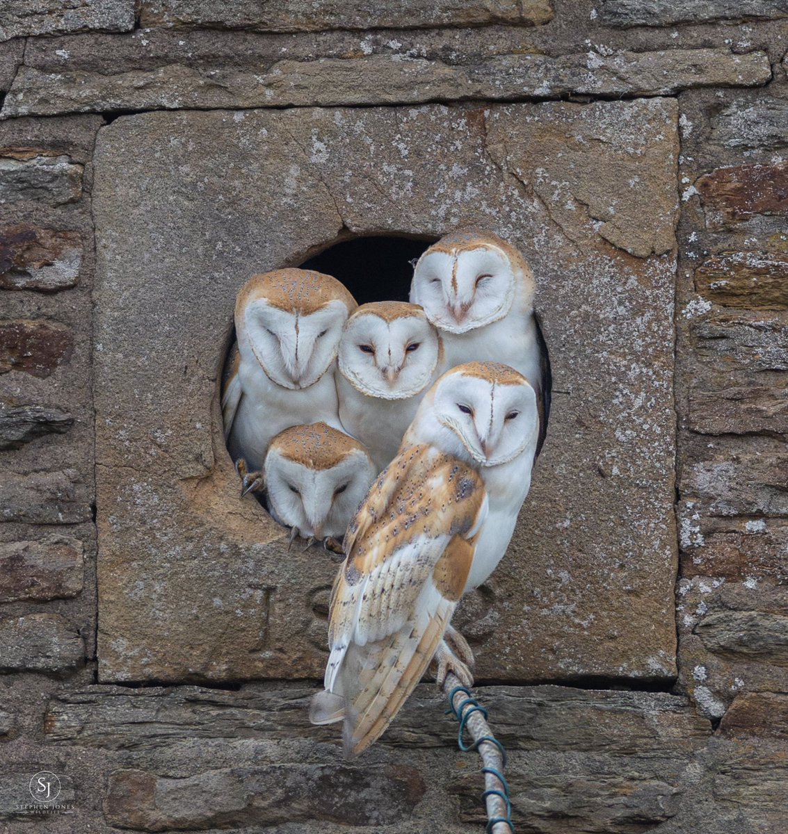 sjoneswildlife's tweet photo. These are on the lookout for tea leafs lol https://t.co/I7cB12kfHj