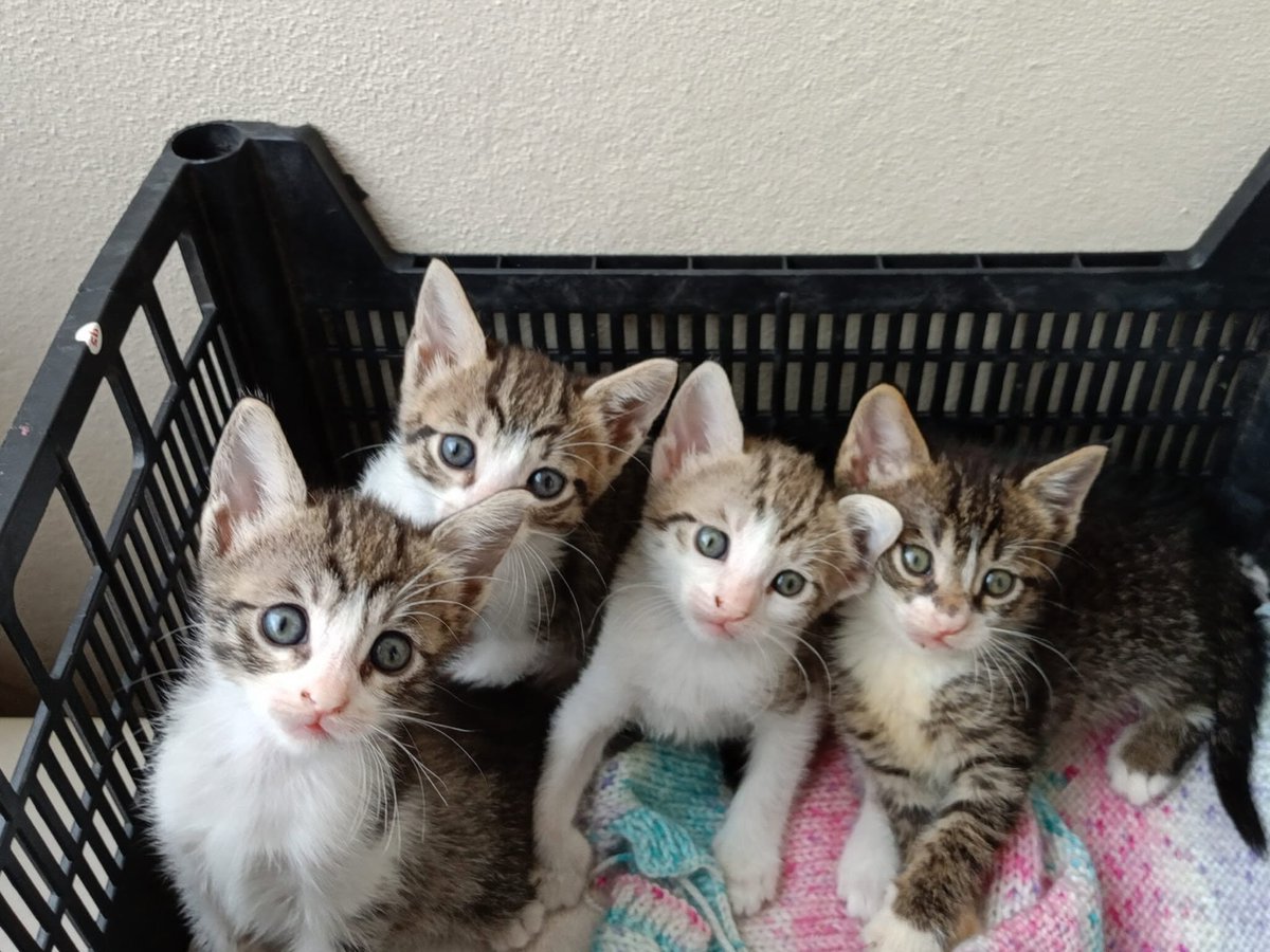 zllktlr's tweet photo. "3 dişi, 1 erkek, boncuk gibi yavrular.Ömürlük yuvalarını arıyorlar.İletişim:+90 552 878 12 83 Trabzon  https://t.co/Eb7jAMj7zh https://t.co/wlICpTpMqF