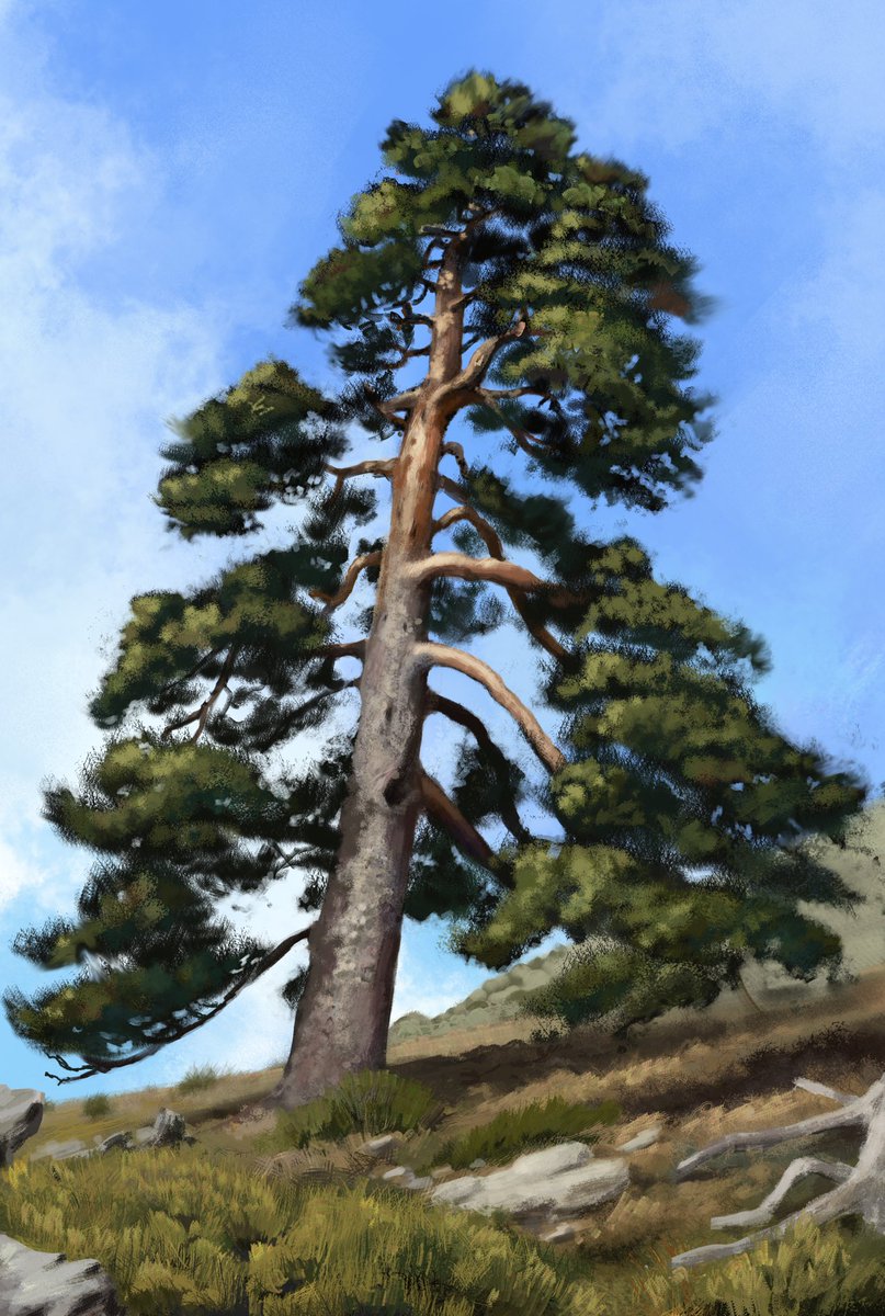 RSSTRV's tweet photo. I realized I should draw more trees https://t.co/q9icWItM7N
