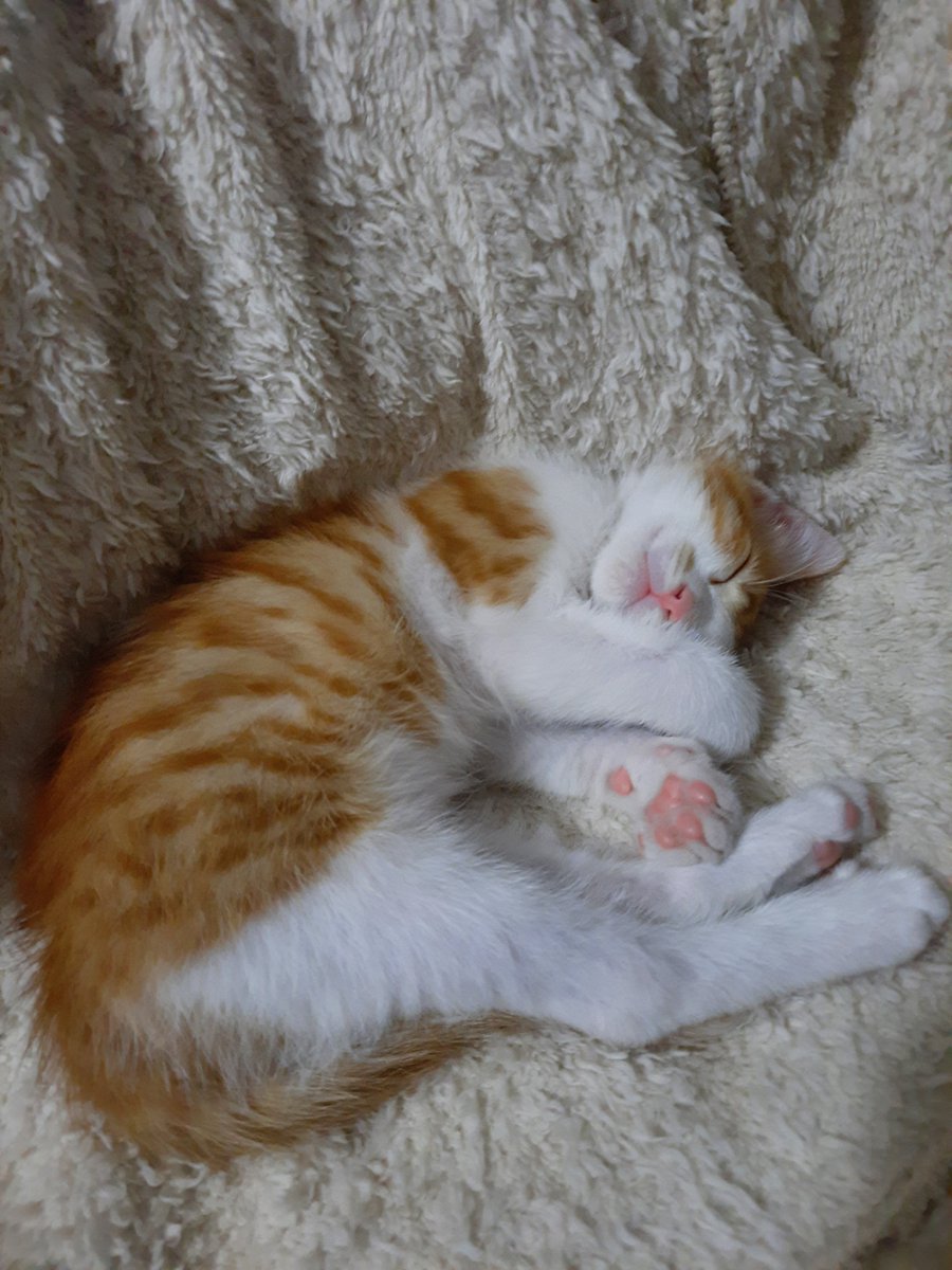 MTurkan14627's tweet photo. Hiç anlamıyorum, neden bu çocuğu kimse istemiyor 🥺 https://t.co/RUJq7ZjITB