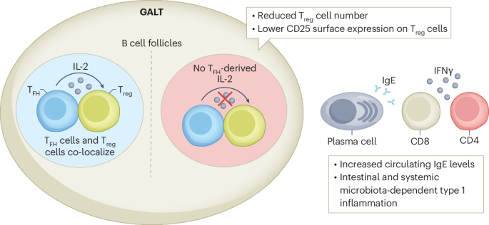 LabWaggoner's tweet photo. Tfh are a source of IL-2 that supports Treg cells in gut-associated lymphoid tissue, thereby promoting intestinal immune homeostasis &amp; tolerance @NatImmunol 
https://t.co/e17fS2mlM9
https://t.co/9cVT1XBJzw https://t.co/nxLtrn2pJl